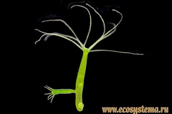 Кракен через тор тренажеры