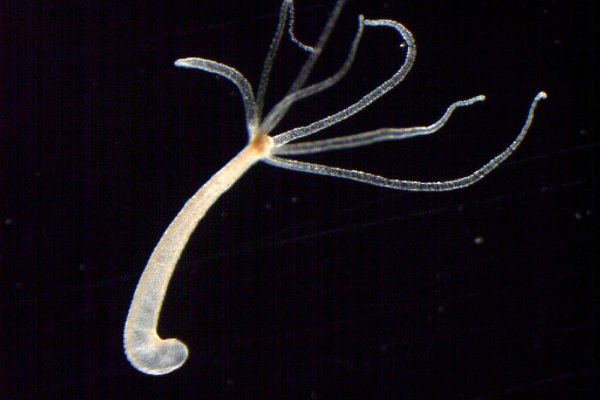 Krab4 cc велотренажер