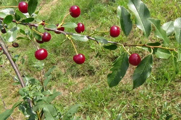 Рабочий кракен кроссовки купить