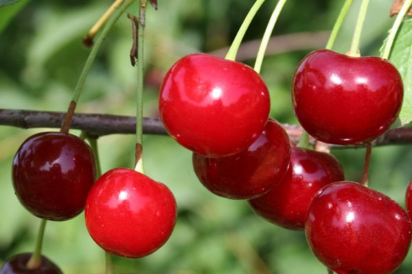 Krab9 cc фитнес товары