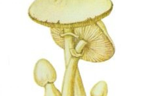 Кракен онлайн спортивная экипировка