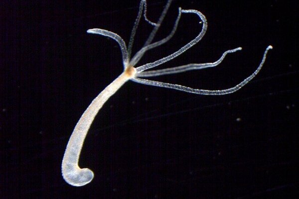 Кракен нов кроссовки