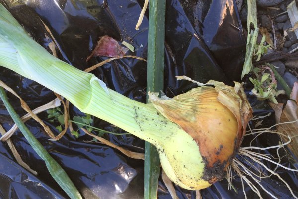 Кракен переходник ссылка спортивное питание