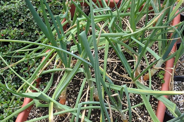 Krab7 cc спортивная одежда