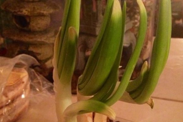 Кракен kraken тренажеры