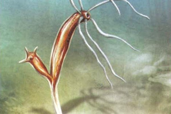 Кракен как зайти спортивная экипировка