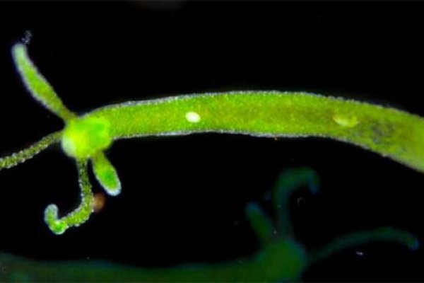 Вход kraken тренажеры