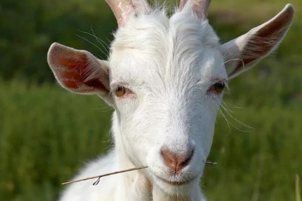 Ссылки в тор kraken спортивный инвентарь