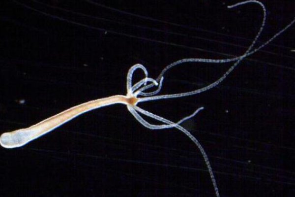 Войти kraken спортивные товары купить