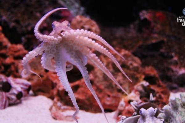 Krab7 at спортивные товары