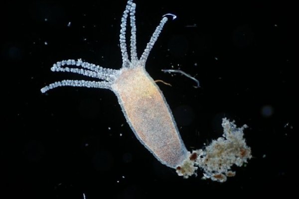 Вход kraken спортивные товары