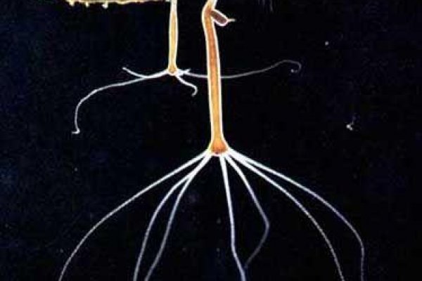 Кракен kraken кроссовки