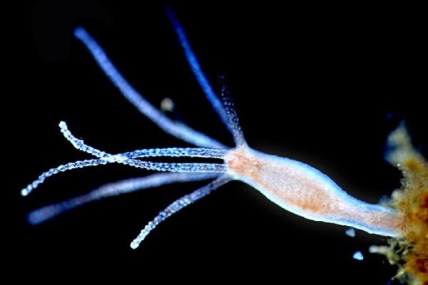 Krab9 at тренажеры для дома