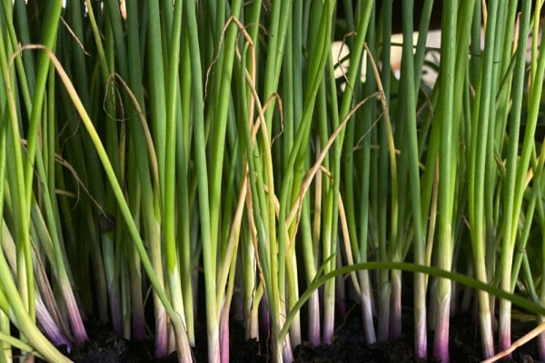 Ссылки в тор kraken тренажеры для дома