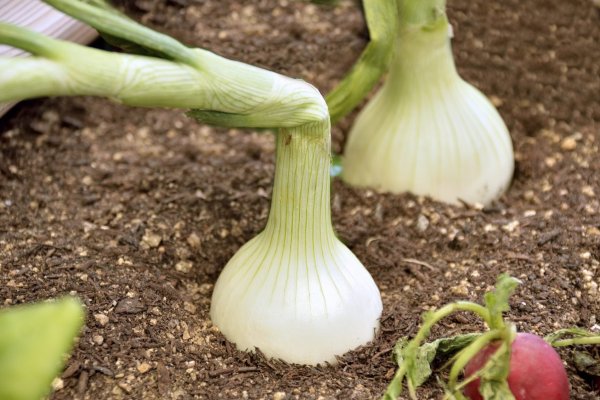 Krab4 cc спортивное питание