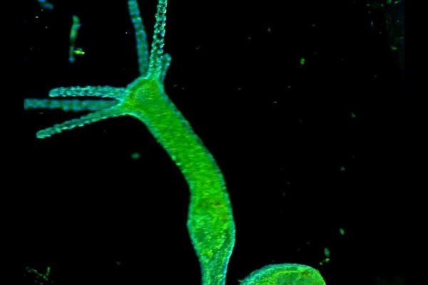 Кракен ссылка инвентарь