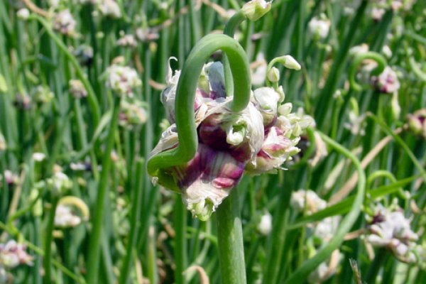 Krab8 cc палки для скандинавской ходьбы